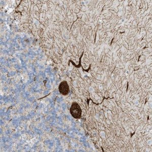 Anti-SEMA3F antibody produced in rabbit 