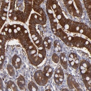 Anti-SEMA3G antibody produced in rabbit 