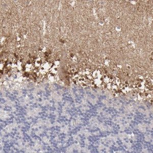 Anti-SEMA3G antibody produced in rabbit 