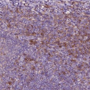 Anti-SEMA4A antibody produced in rabbit 