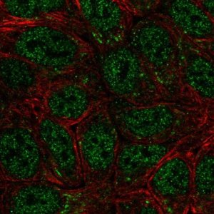 Anti-SEMA4A antibody produced in rabbit 
