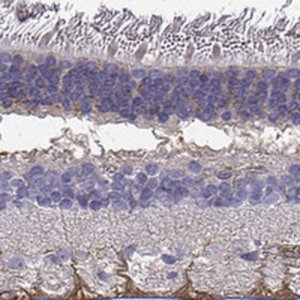 Anti-SEMA4F antibody produced in rabbit 