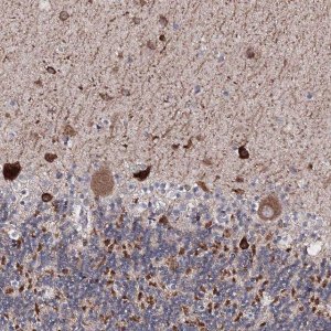 Anti-SEMA4G antibody produced in rabbit 