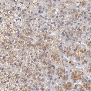 Anti-SEMA5A antibody produced in rabbit 
