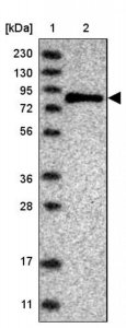 Anti-SENP2 antibody produced in rabbit 