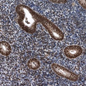 Anti-SENP7 antibody produced in rabbit 