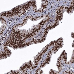 Anti-SENP7 antibody produced in rabbit 
