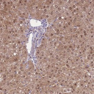 Anti-SEPHS2 antibody produced in rabbit 