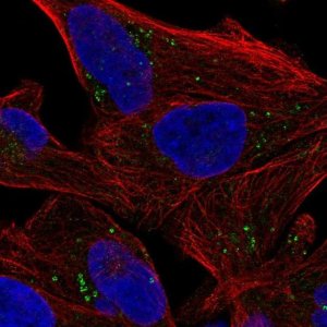 Anti-SEPSECS antibody produced in rabbit 