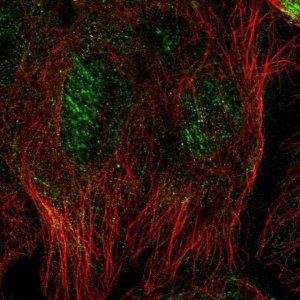 Anti-SEPT10 antibody produced in rabbit 