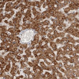 Anti-SERAC1 antibody produced in rabbit 