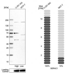 Anti-SERAC1 antibody produced in rabbit 