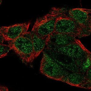 Anti-SERGEF antibody produced in rabbit 