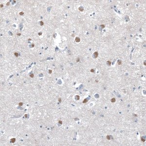 Anti-SERINC3 antibody produced in rabbit 