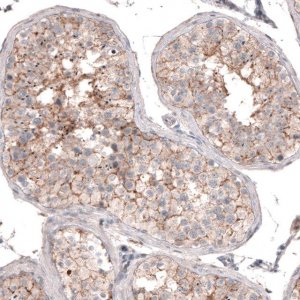 Anti-SERINC5 antibody produced in rabbit 