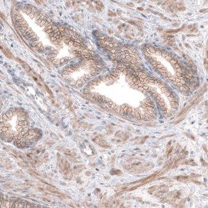 Anti-SERINC5 antibody produced in rabbit 
