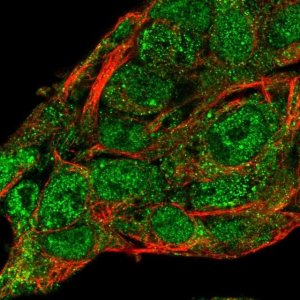 Anti-SERPINA10 antibody produced in rabbit 