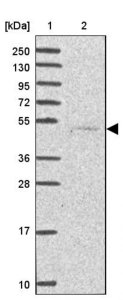 Anti-SERPINA10 antibody produced in rabbit 