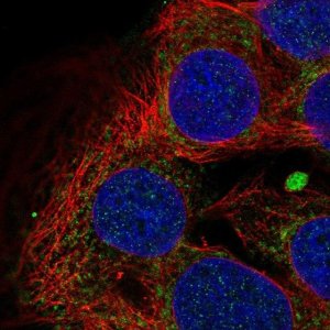 Anti-SERPINA5 antibody produced in rabbit 