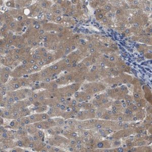 Anti-SERPINA6 antibody produced in rabbit 