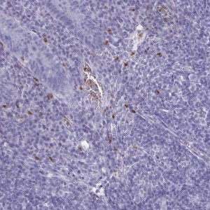 Anti-SERPINB10 antibody produced in rabbit 