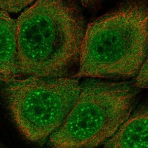 Anti-SERPINB13 antibody produced in rabbit 