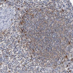 Anti-SERPINB9 antibody produced in rabbit 