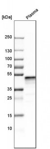 Anti-SERPINF1 antibody produced in rabbit 