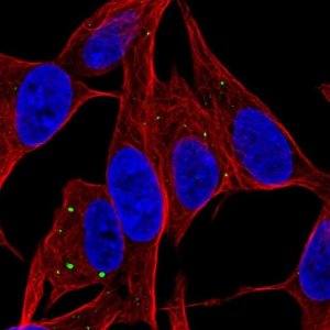 Anti-SERTM1 antibody produced in rabbit 