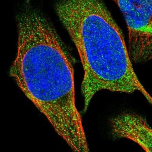 Anti-SESN2 antibody produced in rabbit 