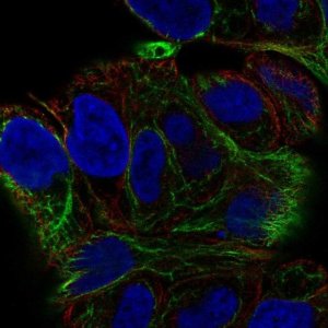 Anti-SESTD1 antibody produced in rabbit 