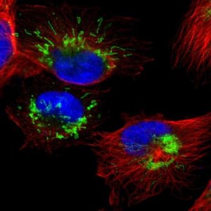 Anti-SETD3 antibody produced in rabbit 