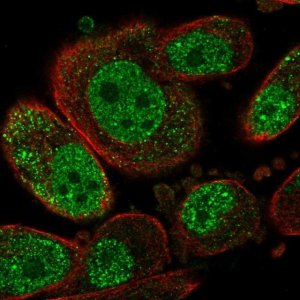 Anti-SETD6 antibody produced in rabbit 