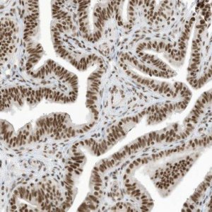 Anti-SF3A3 antibody produced in rabbit 