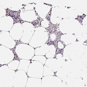 Anti-SF3B5 antibody produced in rabbit HPA054408-100UL