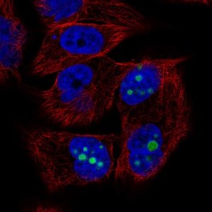 Anti-SFRP1 antibody produced in rabbit HPA064870-100UL
