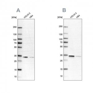 Anti-SFXN1 antibody produced in rabbit 