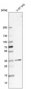 Anti-SFXN3 antibody produced in rabbit 
