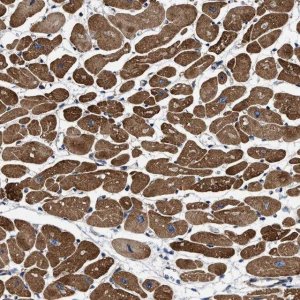 Anti-SFXN4 antibody produced in rabbit 