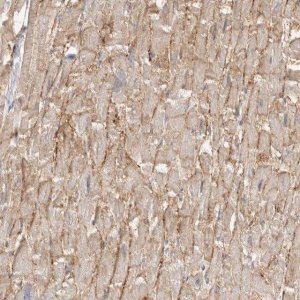 Anti-SGCD antibody produced in rabbit 