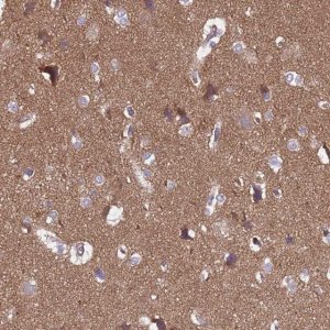 Anti-SGIP1 antibody produced in rabbit 