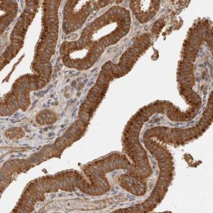 Anti-SGK3 antibody produced in rabbit 