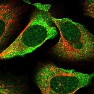 Anti-SGK494 antibody produced in rabbit HPA046590-100UL