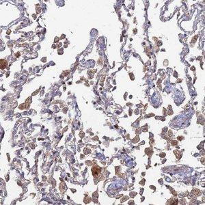 Anti-SGMS1 antibody produced in rabbit 