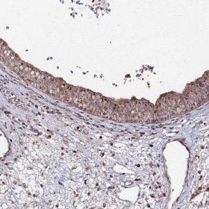 Anti-SGMS1 antibody produced in rabbit 