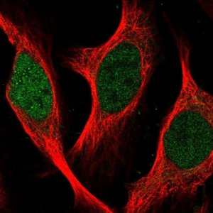 Anti-SGO2 antibody produced in rabbit 