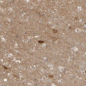 Anti-SGSM1 antibody produced in rabbit 