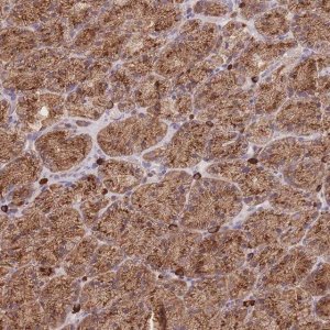 Anti-SGSM3 antibody produced in rabbit 