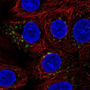 Anti-SGSM3 antibody produced in rabbit 