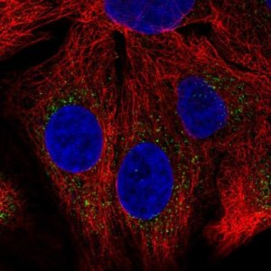 Anti-SH2B1 antibody produced in rabbit 